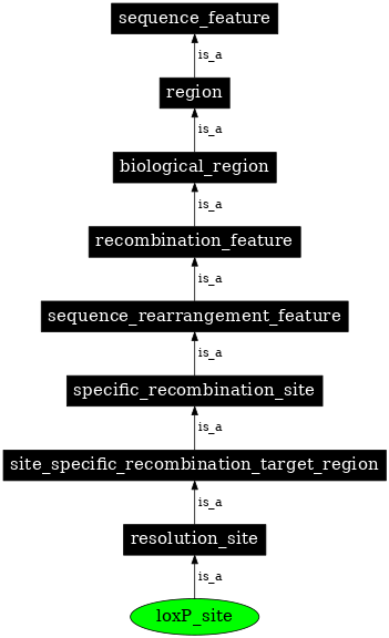 Graph image for SO:0000346