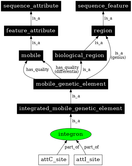 Graph image for SO:0000365