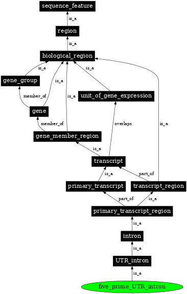 Graph image for SO:0000447