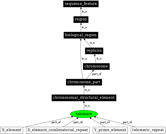 Graph image for SO:0000624