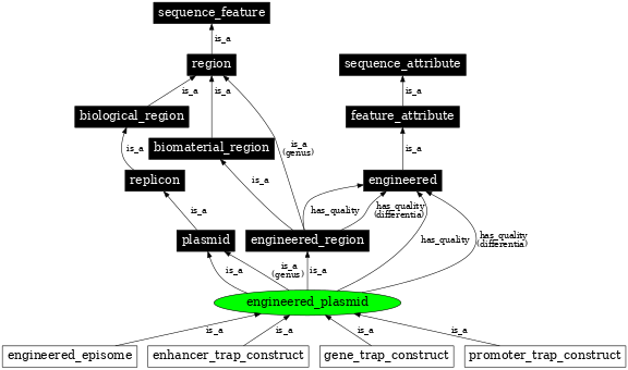 Graph image for SO:0000637