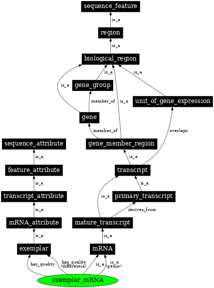 Graph image for SO:0000734