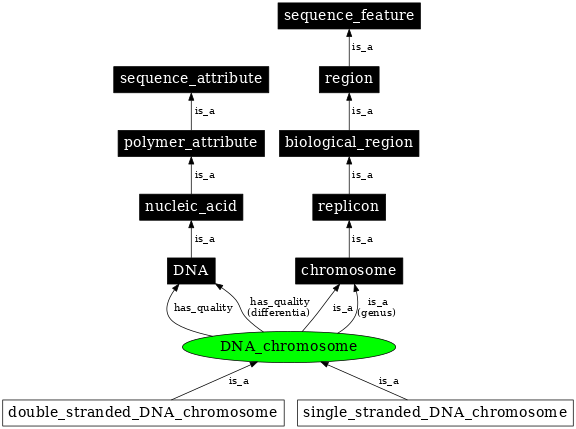 Graph image for SO:0000954