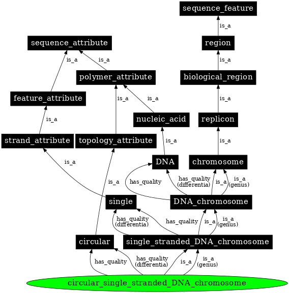 Graph image for SO:0000960