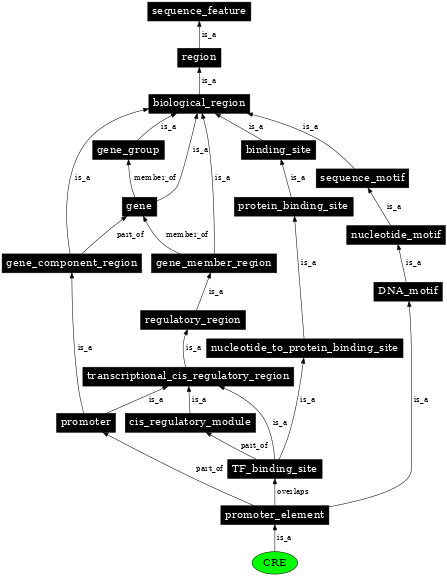 Graph image for SO:0001843