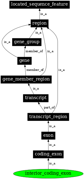 Graph image for SO:0000004