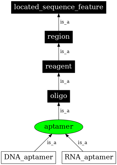 Graph image for SO:0000031