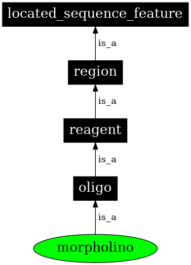 Graph image for SO:0000034