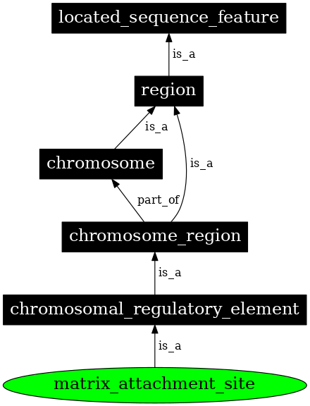Graph image for SO:0000036