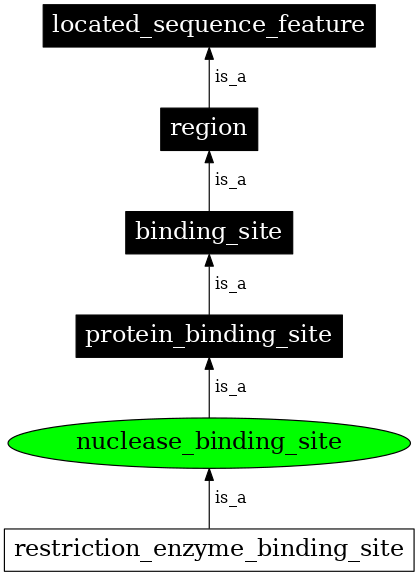 Graph image for SO:0000059