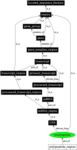Graph image for SO:0000104