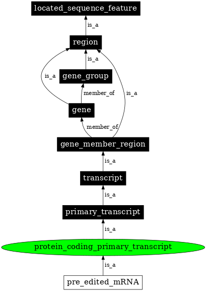 Graph image for SO:0000120
