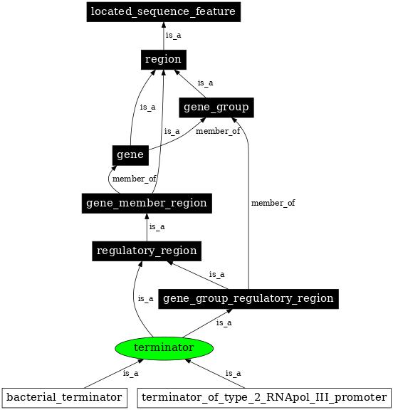 Graph image for SO:0000141
