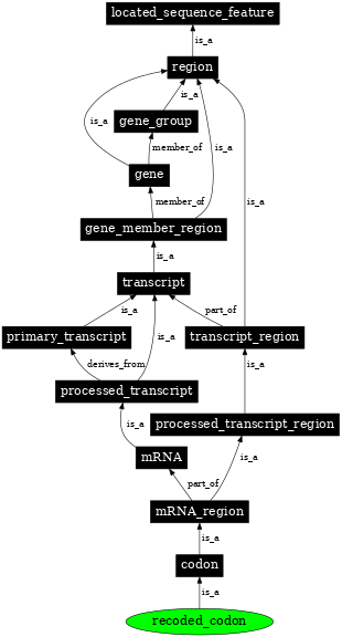 Graph image for SO:0000145