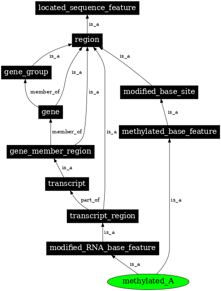 Graph image for SO:0000161