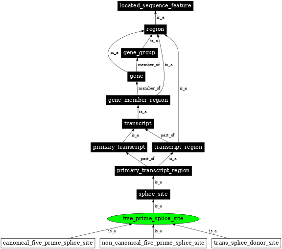 Graph image for SO:0000163