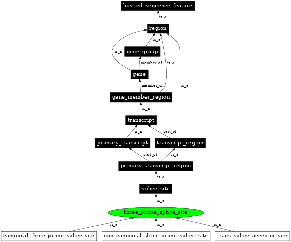 Graph image for SO:0000164