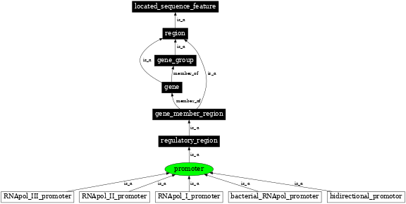 Graph image for SO:0000167