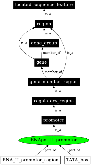 Graph image for SO:0000170