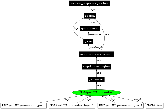 Graph image for SO:0000171