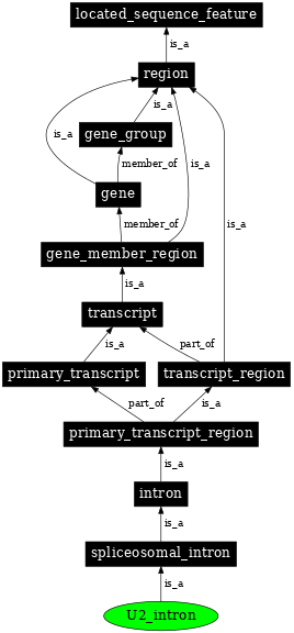 Graph image for SO:0000184