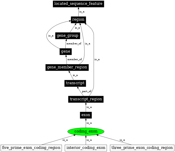 Graph image for SO:0000195