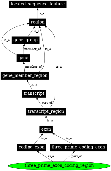 Graph image for SO:0000197