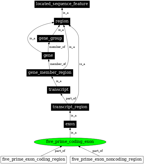 Graph image for SO:0000200