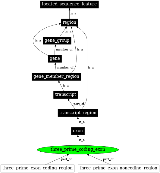 Graph image for SO:0000202