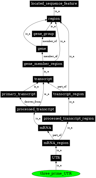 Graph image for SO:0000205