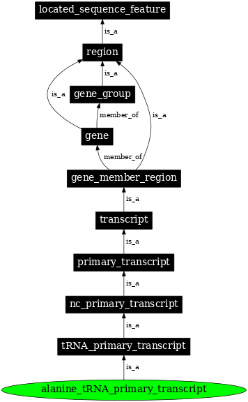Graph image for SO:0000211