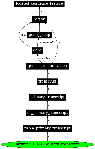 Graph image for SO:0000212