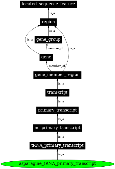 Graph image for SO:0000213