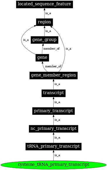 Graph image for SO:0000215
