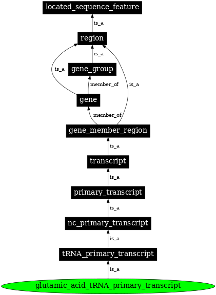 Graph image for SO:0000216