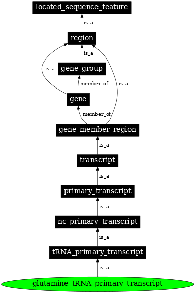 Graph image for SO:0000217