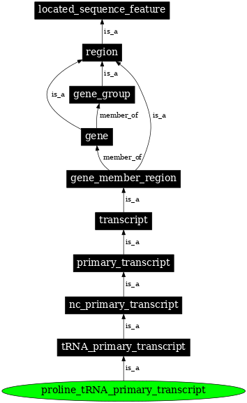 Graph image for SO:0000225