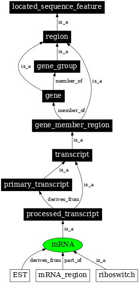 Graph image for SO:0000234