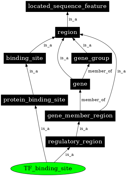 Graph image for SO:0000235