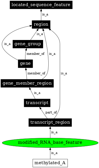 Graph image for SO:0000250