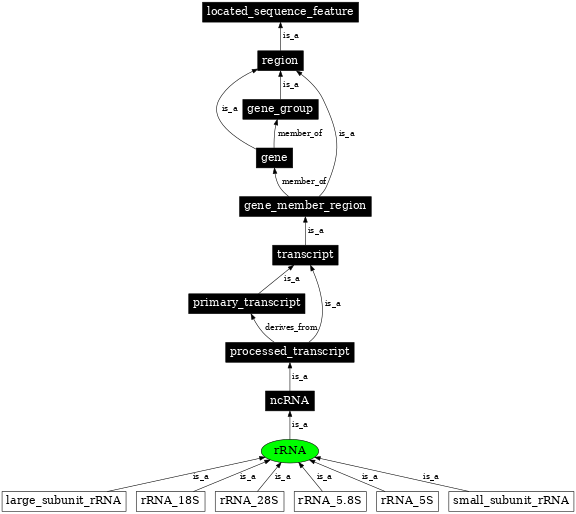 Graph image for SO:0000252