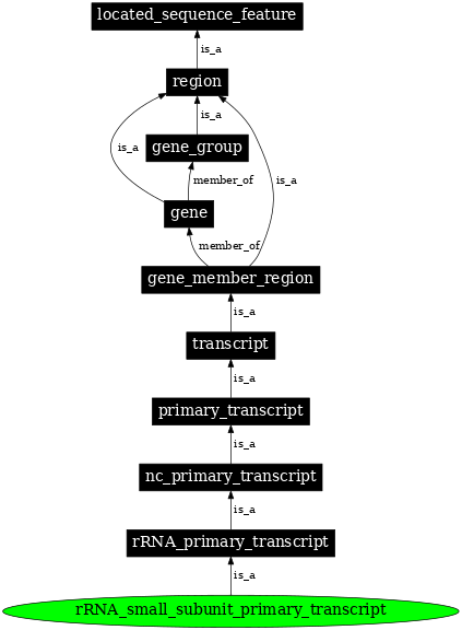 Graph image for SO:0000255