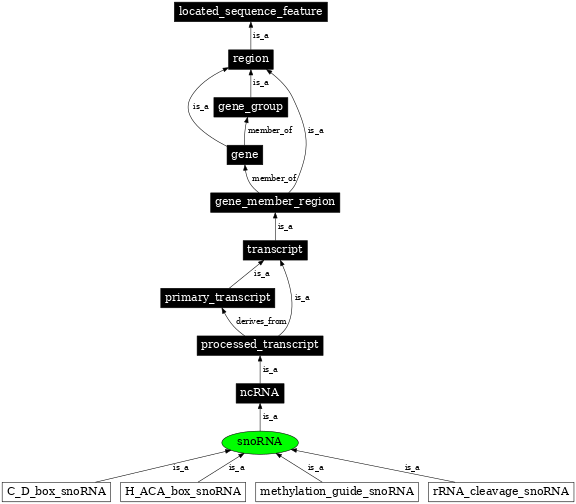Graph image for SO:0000275