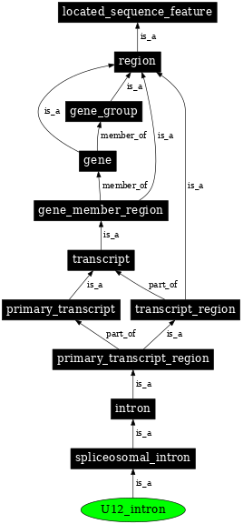 Graph image for SO:0000295