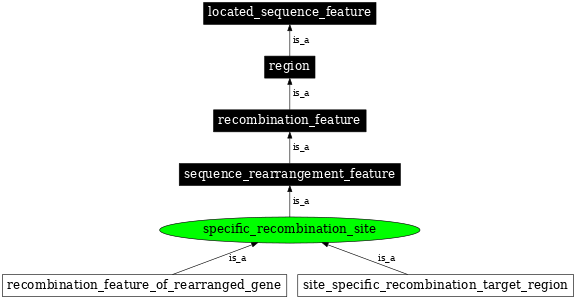 Graph image for SO:0000299