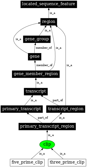 Graph image for SO:0000303