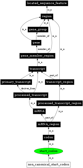 Graph image for SO:0000318