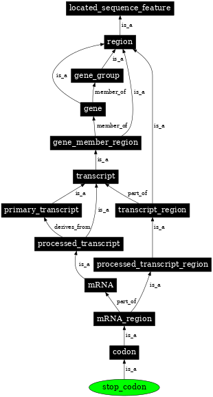 Graph image for SO:0000319