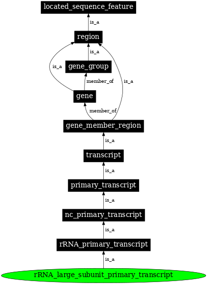 Graph image for SO:0000325