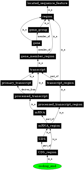 Graph image for SO:0000327